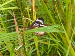 Acraea encedon encedon