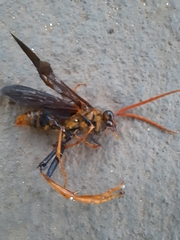 Pompiloidea