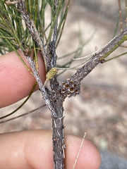 Casuarina cunninghamiana
