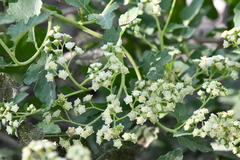 Parthenium fruticosum
