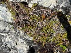 Harrimanella hypnoides