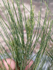 Casuarina cunninghamiana
