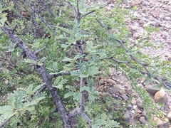 Prosopis palmeri