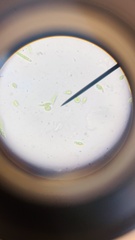 Euglena
