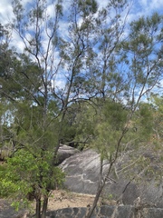 Casuarina cunninghamiana