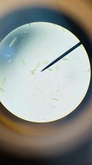 Euglena