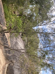 Casuarina cunninghamiana