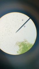 Euglena