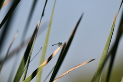 Micrathyria aequalis