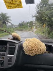 Sparassis spathulata