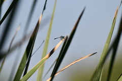 Micrathyria aequalis