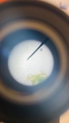 Euglena