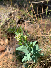 Comandra umbellata