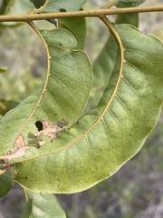 Pleiogynium timoriense