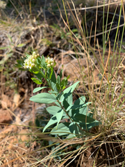 Comandra umbellata