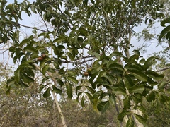 Pleiogynium timoriense