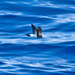 White-bellied Storm-Petrel - Photo (c) Tony Morris, some rights reserved (CC BY-NC)