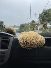 Sparassis spathulata