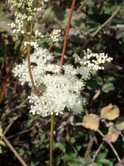 Filipendula ulmaria