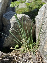 Poa alpina