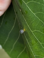 Caryomyia viscidolium