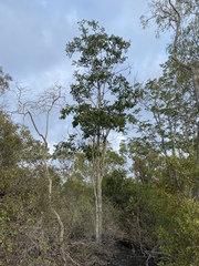 Pleiogynium timoriense