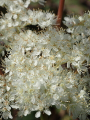 Filipendula ulmaria