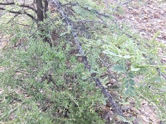 Prosopis palmeri