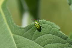 Diabrotica balteata