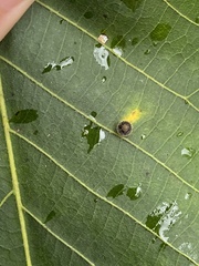 Caryomyia viscidolium