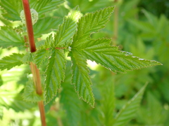 Filipendula ulmaria