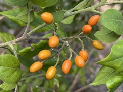Micromelum minutum