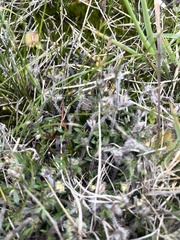 Xanthosia