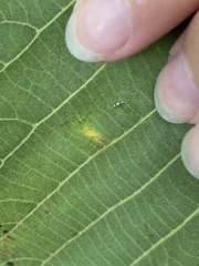 Caryomyia viscidolium