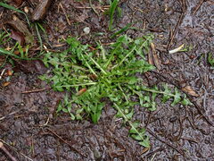Taraxacum