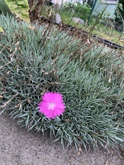 Dianthus plumarius