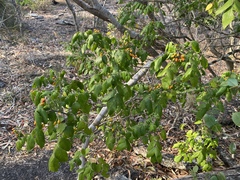 Micromelum minutum