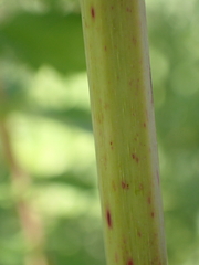 Filipendula ulmaria