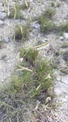 Bouteloua pectinata