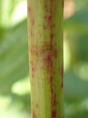 Filipendula ulmaria