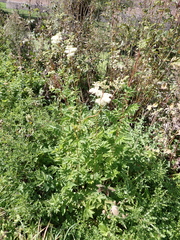 Filipendula ulmaria