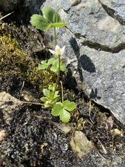 Micranthes stellaris