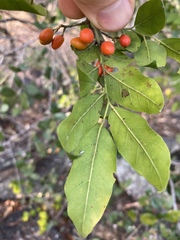 Micromelum minutum