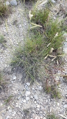 Bouteloua pectinata
