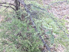 Prosopis palmeri