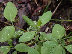Lonicera ciliosa