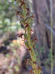 Platanthera transversa