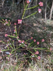 Micromyrtus