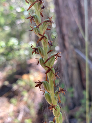 Platanthera transversa