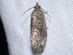 Gymnandrosoma punctidiscanum